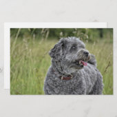 可愛いテリア犬 便箋 (正面/裏面)