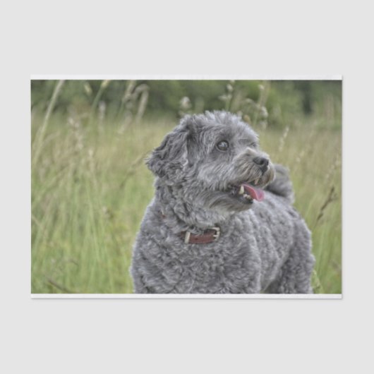 可愛いテリア犬 薄葉紙 (正面)