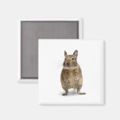 可愛いデグ マグネット (正面/裏面)