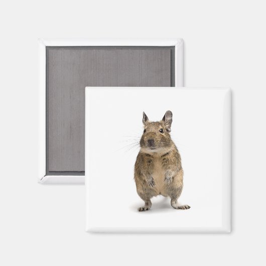 可愛いデグ マグネット (正面/裏面)