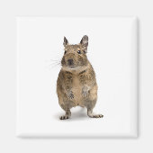 可愛いデグ マグネット (正面)