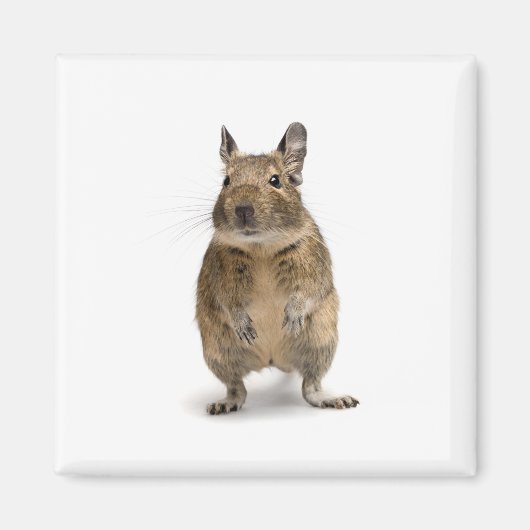 可愛いデグ マグネット (正面)