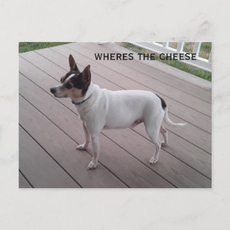 可愛いトイ・フォックス・テリア ポストカード