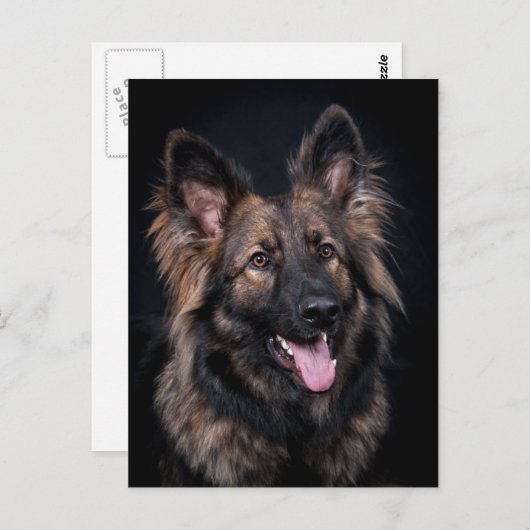 可愛いドイツ羊飼い犬アルザスの葉書 ポストカード (正面/裏面)