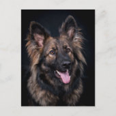可愛いドイツ羊飼い犬アルザスの葉書 ポストカード (正面)