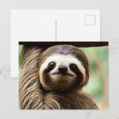 可愛いナマケモノの背景 シーズンポストカード (正面/裏面)