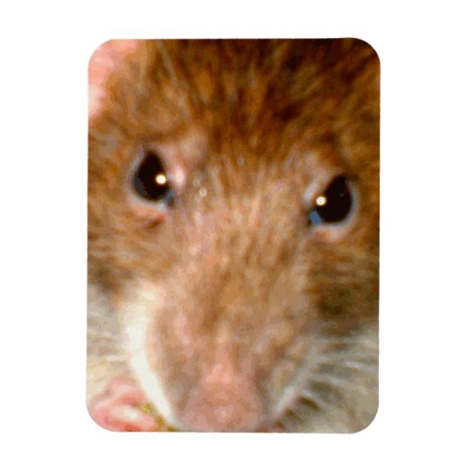 可愛いネズミ顔プレミアムマグネット マグネット (縦)