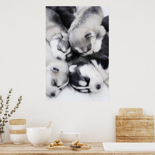 可愛いハスキーの子犬 ポスター (キッチン)