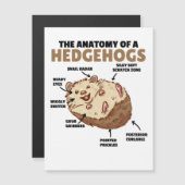 可愛いハリネズミ解説ハリネズミの解剖学 (正面/裏面)