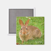 可愛いバニーチューイングリーンズオンザゴルフフェアウェイ マグネット (正面/裏面)