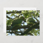 可愛いバラリング付きインコDIYはがき2枚 ポストカード (正面/裏面)