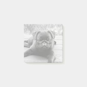 可愛いパグ子犬の恋人の白黒の写真 ポストイット