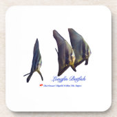 可愛いヒメバマズ コースター (正面)