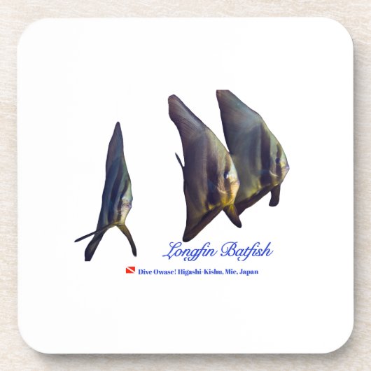 可愛いヒメバマズ コースター (正面)