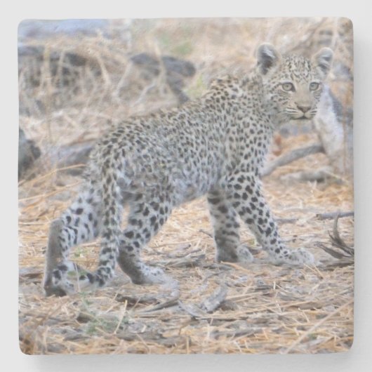 可愛いヒョウの子が動いている。 ストーンコースター (正面)