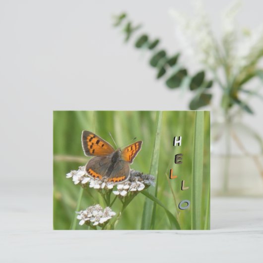 可愛いファイアバタフライお客。HELLOポストカード ポストカード (スタンド正面)