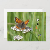 可愛いファイアバタフライお客。HELLOポストカード ポストカード (正面/裏面)