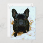 可愛いフランスのブルドッグパピー! ポストカード (正面/裏面)