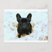 可愛いフランスのブルドッグパピー！