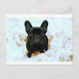 可愛いフランスのブルドッグパピー！ ポストカード
