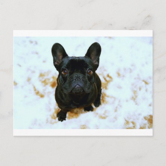 可愛いフランスのブルドッグパピー！ ポストカード (正面)