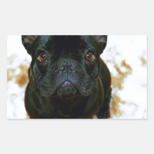 可愛いフランスのブルドッグパピー！ 長方形シール (正面)