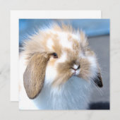 可愛いフランダース白と茶色のウサギ (正面/裏面)