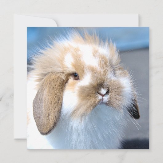 可愛いフランダース白と茶色のウサギ (正面)