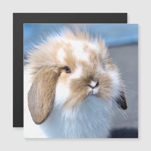 可愛いフランダース白と茶色のウサギ (正面/裏面)