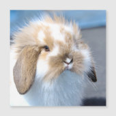 可愛いフランダース白と茶色のウサギ (正面)