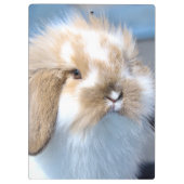 可愛いフランダース白と茶色のウサギ クリップボード (裏面)