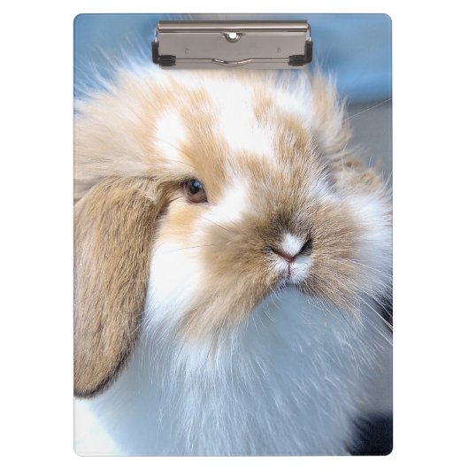 可愛いフランダース白と茶色のウサギ クリップボード (正面)