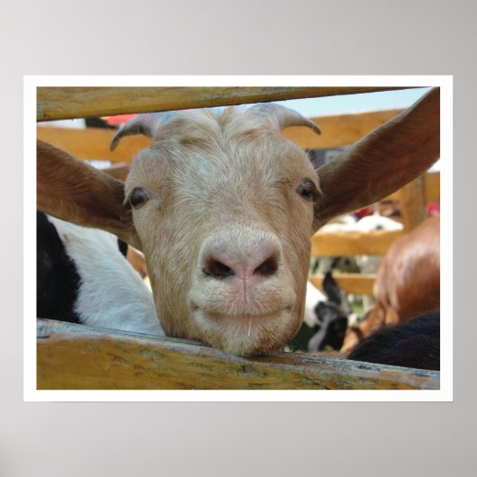 可愛いフレンドリーヤギ ポスター (正面)