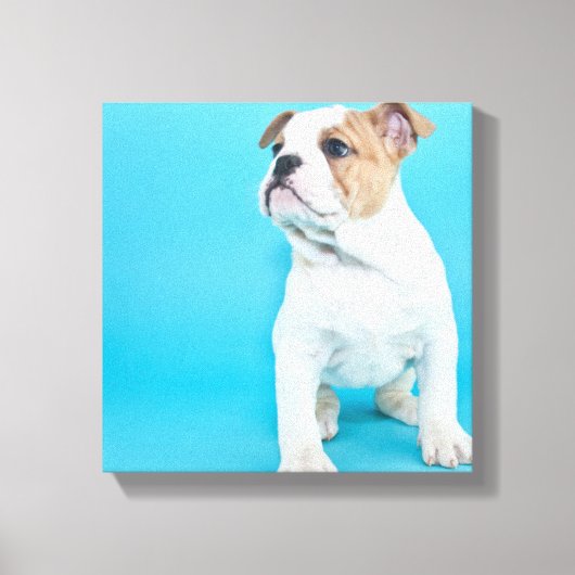 可愛いブルドッグパピー キャンバスプリント (正面)
