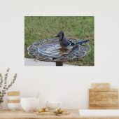 可愛いブルージェイ鳥の入浴スパイゲランドポスター ポスター (キッチン)