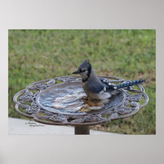 可愛いブルージェイ鳥の入浴スパイゲランドポスター ポスター (正面)