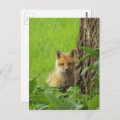 可愛いベビーキツネの春の写真 ポストカード (正面/裏面)