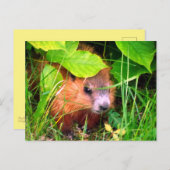 可愛いベビーグラウンドホッグMarmotte Marmotカナダ ポストカード (正面/裏面)