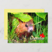 可愛いベビーグラウンドホッグMarmotte Marmotカナダ ポストカード (正面/裏面)