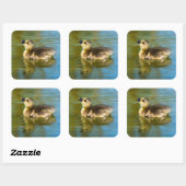 可愛いベビーダックリング反射の水写真 スクエアシール (シート)