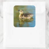可愛いベビーダックリング反射の水写真 スクエアシール (バッグ)
