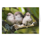 可愛いベビーブシュティートソングバードのナシツリーカード (正面横)