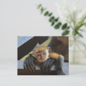 可愛いベビーモンキーの腕の写真:ボルネオ ポストカード (スタンド正面)