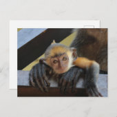 可愛いベビーモンキーの腕の写真:ボルネオ ポストカード (正面/裏面)