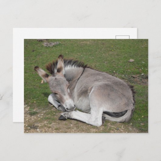 可愛いベビーロバの群れ ポストカード (正面/裏面)