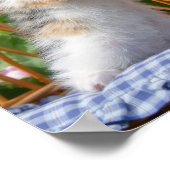 可愛いベビー猫の花園の子猫 –  ポスター (角)