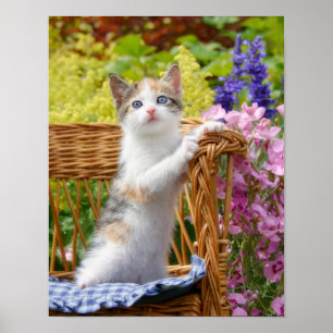 可愛いベビー猫の花園の子猫 – ポスター