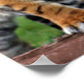 可愛いベビー虎の子 ポスター (角)