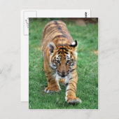 可愛いベビー ポストカード (正面/裏面)