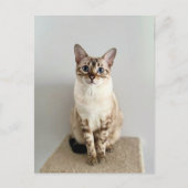 可愛いベンガル猫はがき ポストカード (正面)